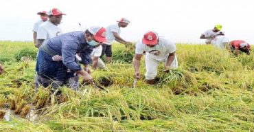 ধানকাটা-মাড়াই সবই করে দিলো ছাত্রলীগ, খুশি কৃষকরা