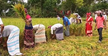 প্রধানমন্ত্রী শেখ হাসিনার নির্দেশনায় ধান কাটতে ২৫ যুবক যুবতী মাঠে