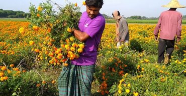 ঝিনাইদহ কালীগঞ্জে করোনা ভাইরাসের কারনে ফুলচাষিরা চরম বিপদে