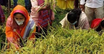 সুনামগঞ্জে ধান কাটতে মাঠে সংসদ সদস্য শামিমা