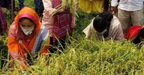 সুনামগঞ্জে ধান কাটতে মাঠে সংসদ সদস্য শামিমা