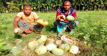রাজাপুরে বাম্পার ফলন হলেও শিলা বৃষ্টিতে তছনছ কৃষকের স্বপ্ন, প্রান্তিক কৃষকরা সর্বশান্ত!