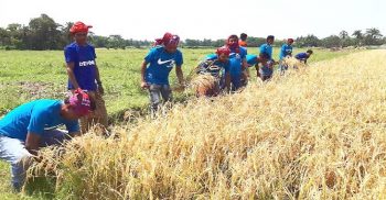 করোনায় চরম শ্রমিক সঙ্কটে চুয়াডাঙ্গা কুতুবপুর ইউপির যুবলীগ এখন মাঠে মাঠে