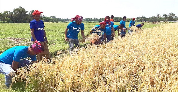 করোনায় চরম শ্রমিক সঙ্কটে চুয়াডাঙ্গা কুতুবপুর ইউপির যুবলীগ এখন মাঠে মাঠে