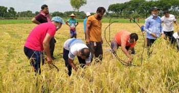 কালীগঞ্জে গরীব কৃষকের ২বিঘা জমির ধান কেটে দিল এমপি আনার সহ শিক্ষকরা