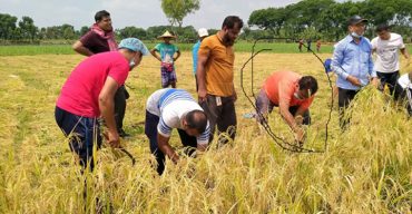 কালীগঞ্জে গরীব কৃষকের ২বিঘা জমির ধান কেটে দিল এমপি আনার সহ শিক্ষকরা