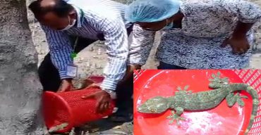 পটুয়াখালীর কলাপাড়ায় উদ্ধারকৃত তক্ষকটি ফাতরার জঙ্গলে অবমুক্ত