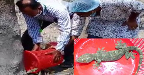 পটুয়াখালীর কলাপাড়ায় উদ্ধারকৃত তক্ষকটি ফাতরার জঙ্গলে অবমুক্ত
