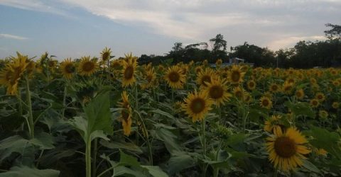 দশমিনায় মাঠ জুড়ে হলুদ ফুলের সমারোহ