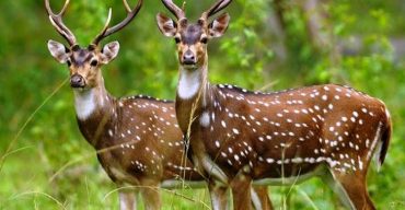 সুন্দরবনে হরিণ শিকারিদের বিরুদ্ধে মামলা করে বনরক্ষীরা পালিয়ে বেড়াচ্ছে