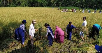 যশোর শিক্ষা বোর্ডের চেয়ারম্যান শিক্ষক-শিক্ষার্থীদের নিয়ে ধান কাটলেন