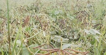 দশমিনায় মুগ ডালের বাম্পার ফলন, শঙ্কায় চাষীরা