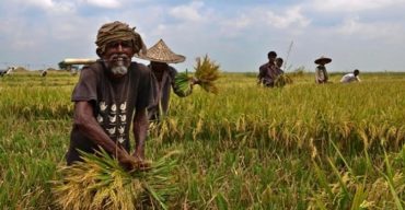 দক্ষিণ-পশ্চিমাঞ্চলে দেড় মনের টাকায় একজন শ্রমিক কৃষকের মুখে হাসি নেই