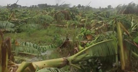 আম্ফানের তান্ডবে লন্ডভন্ড শত কোটি টাকার ক্ষতি, গোটা জেলা জুড়ে বিপাকে জন সাধারণ!