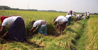 ঝিনাইদহে এবার কৃষকের ধান কেটে দিল স্বেচ্ছাসেবক দল