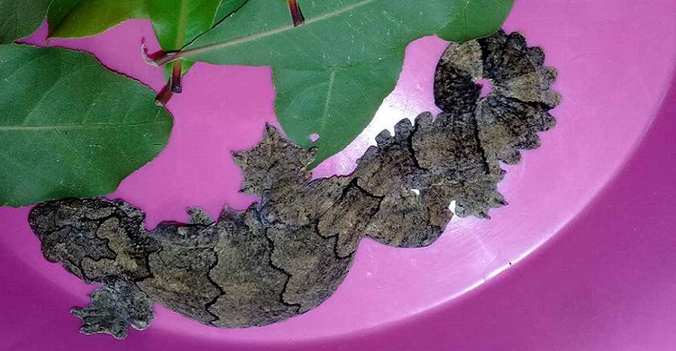 ভারতে পাচারকালে তক্ষকসহ দুইজনকে আটক করেছে নওগাঁ বিজিবি