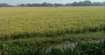 প্রধানমন্ত্রীর নির্দেশে গলাচিপায় কৃষকদের কাজে ব্যাপক তৎপর কৃষি বিভাগ