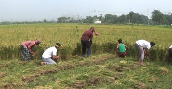 ঝিনাইদহে গরীব কৃষকের ২ বিঘা জমির ধান কেটে দিল স্বেচ্ছাসেবক লীগ
