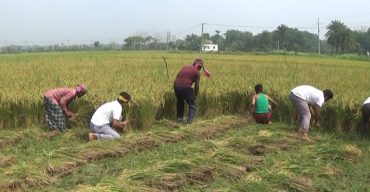 ঝিনাইদহে গরীব কৃষকের ২ বিঘা জমির ধান কেটে দিল স্বেচ্ছাসেবক লীগ