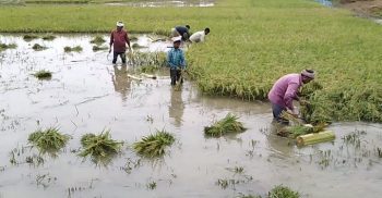 কলাপাড়ায় ক্ষুদ্র ও প্রান্তিক কৃষককে প্রনোদনা দিচ্ছে সরকার