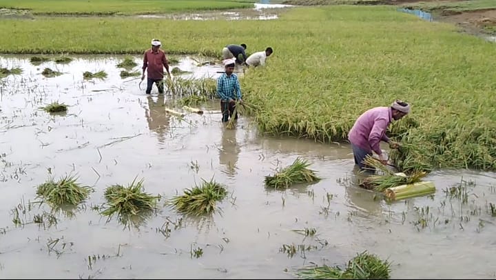 কলাপাড়ায় ক্ষুদ্র ও প্রান্তিক কৃষককে প্রনোদনা দিচ্ছে সরকার