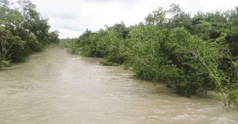 বরাবরের মতো এবারো ঘূর্ণিঝড়ের সামনে ঢাল হয়ে দাঁড়িয়েছে সুন্দরবন