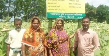 গলাচিপায় সূর্যমুখীর বাম্পার ফলনে আশা জাগিয়েছে কৃষকের