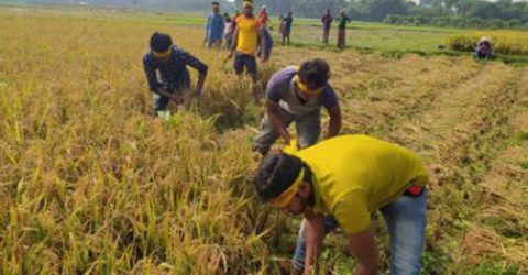 ঝিনাইদহের মহেশপুর কৃষকের জমির ধান কাটলো নেপা ছাত্রদলের নেতাকর্মীরা