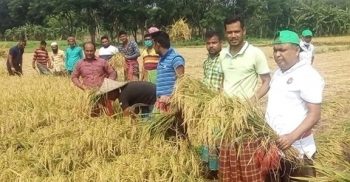 কালীগঞ্জে ফের গরীব কৃষকের ধান কাটলো যুবদল