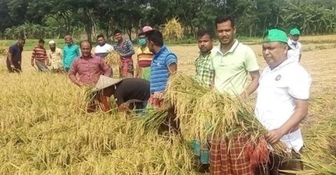 কালীগঞ্জে ফের গরীব কৃষকের ধান কাটলো যুবদল