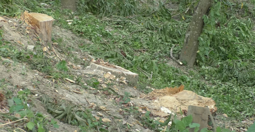 যশোরের বেনাপোলে ৩টি সরকারী গাছ কেটে নিল প্রভাবশালীরা