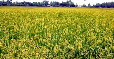 ফুলবাড়ীতে বোরো ধানের বাম্পার ফলন : শ্রমিক সংকট ও আর্থিক ক্ষতির আতঙ্কে কৃষক
