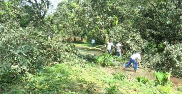 দিনাজপুরে ঝড়ে আম ও লিচুর ক্ষতি