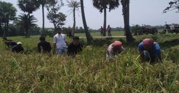 কৃষকের ধান কেটে দিল দশমিনায় ছাত্রলীগ