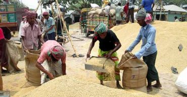 দক্ষিণ-পশ্চিমাঞ্চলে কষ্টের ধান লোকসানে বিক্রি করছে কৃষক