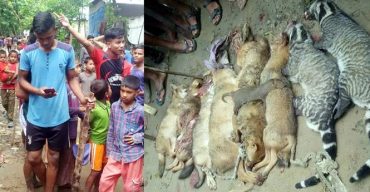 সিলেটে মেছোবাঘ-শেয়াল হত্যার ঘটনায় মামলা