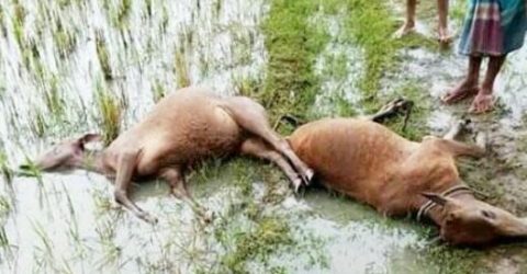 করোনা ভাইরাসের মধ্যেই কৃষকের দুটি গরু বজ্রপাতে মারা গেল
