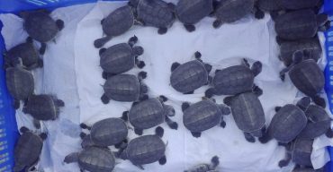 সুন্দরবনে করমজলে বিলুপ্তপ্রায় বাটাগুর বাসকা ৩৪ বাচ্চা ফুটেছে