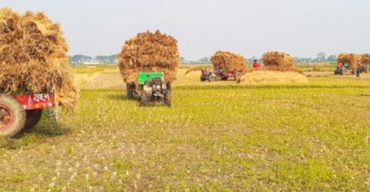 ঝিনাইদহ জেলা জুড়ে ধুমছে চলছে ধান কেটে ঘরে তোলার মহাউৎসব