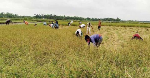 ঝালকাঠিতে কৃষকের ধান কেটে বাড়িতে পৌছে দিলেন জনপ্রতিনিধিরা