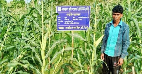 মৌলভীবাজারে বারি হাইব্রিড ভুট্টার বাম্পার ফলন