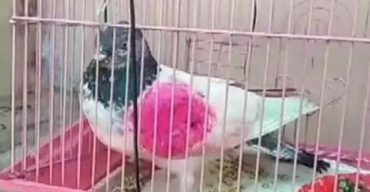 ভারত সীমান্তে ‘গোয়েন্দা কবুতর’ আটক