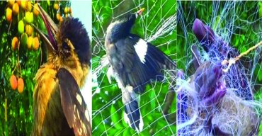 ঝিনাইদহের শৈলকুপায় লিচু বাগান রক্ষায় কারেন্ট জালের ফাঁদ, মরছে নানা প্রজাতির পাখি