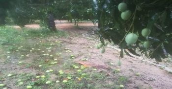 ঘূর্ণিঝড় আম্ফানের তাণ্ডবে রাজশাহীতে আমের ব্যাপক ক্ষতি