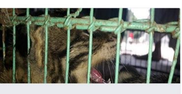 বেনাপোল সাদিপুর গ্রাম থেকে দুটি মেছোবাঘেৱ বাচ্চা উদ্ধার