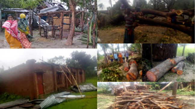 রক্ষক যখন ভক্ষক: মহেশপুরে সরকারি প্রাথমিক বিদ্যালয়ের লক্ষাধিক টাকার গাছ বিক্রি, থানায় মামলা
