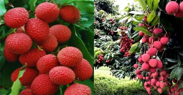 নওগাঁর আত্রাইয়ে গাছের শাখায় ঝুলছে থোকায় থোকায় লিচু