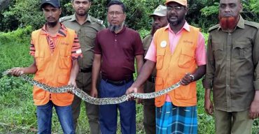সুন্দরবনে গ্রাম থেকে উদ্ধার হওয়া অজগরটি বনে অবমুক্ত