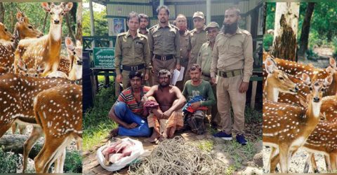 সুন্দরবনে হরিণ শিকারিচক্র বেপরোয়া ২২টি জীবিত হরিণসহ ৩ শিকারি আটক