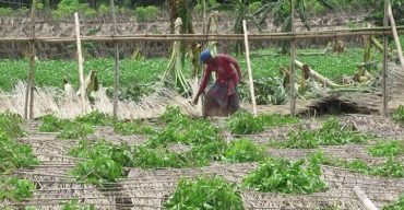 ঝিনাইদহে ঘুর্ণিঝড় আম্পানে ২ লাখ ২৭ হাজার চাষী ক্ষতিগ্রস্থ!